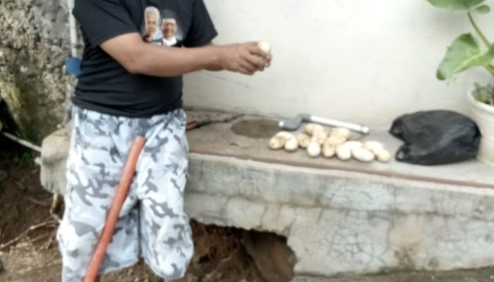Warga Perum Lido Permai Digegerkan Dengan Penemuan Sarang dan Belasan Telur Ular di Tengah Permukiman
