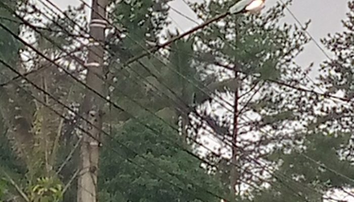 Kabel PJU Menjuntai di Depan SDN Cisalada 1, Orang Tua Siswa Khawatir Ancam Keselamatan Anak dan Pengguna Jalan. Pemkab Akan Tindaklanjuti Laporan